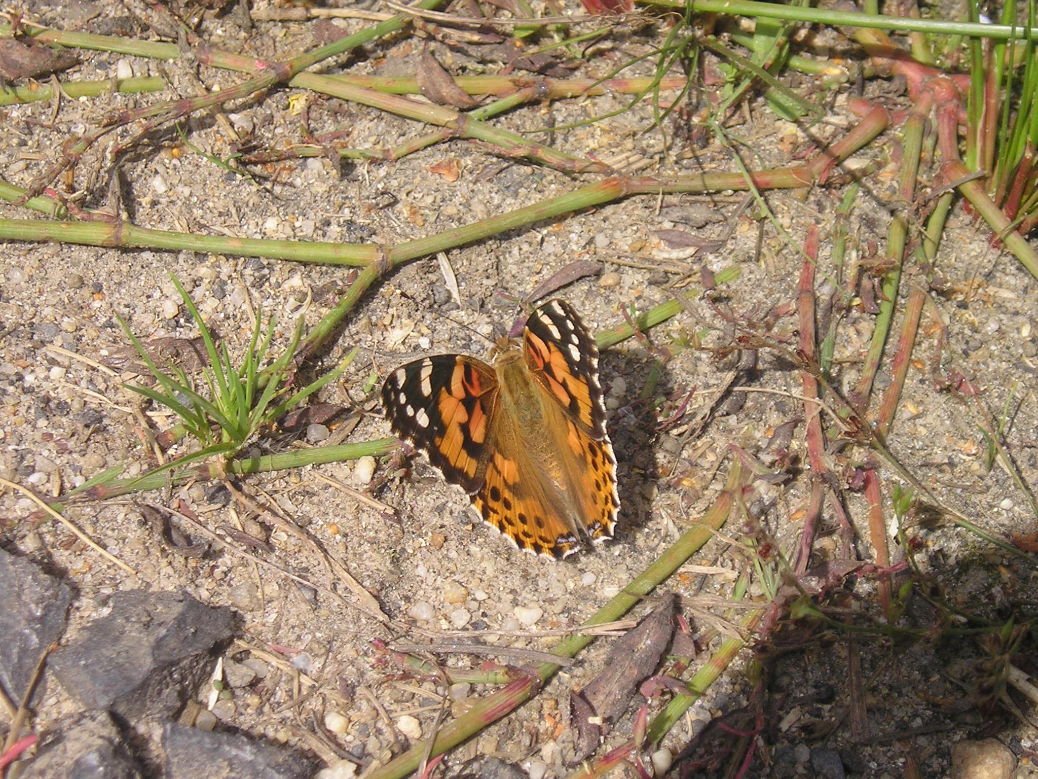 P7300060.jpg